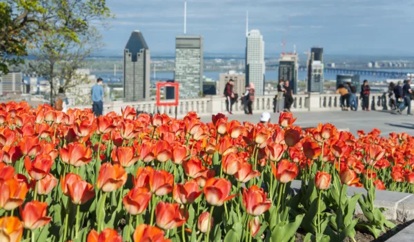 A bed of tulips are in bloom at the chalet overlooking downtown Montreal.