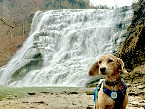 Dog posing majestically in front of a waterfall in the outdoors