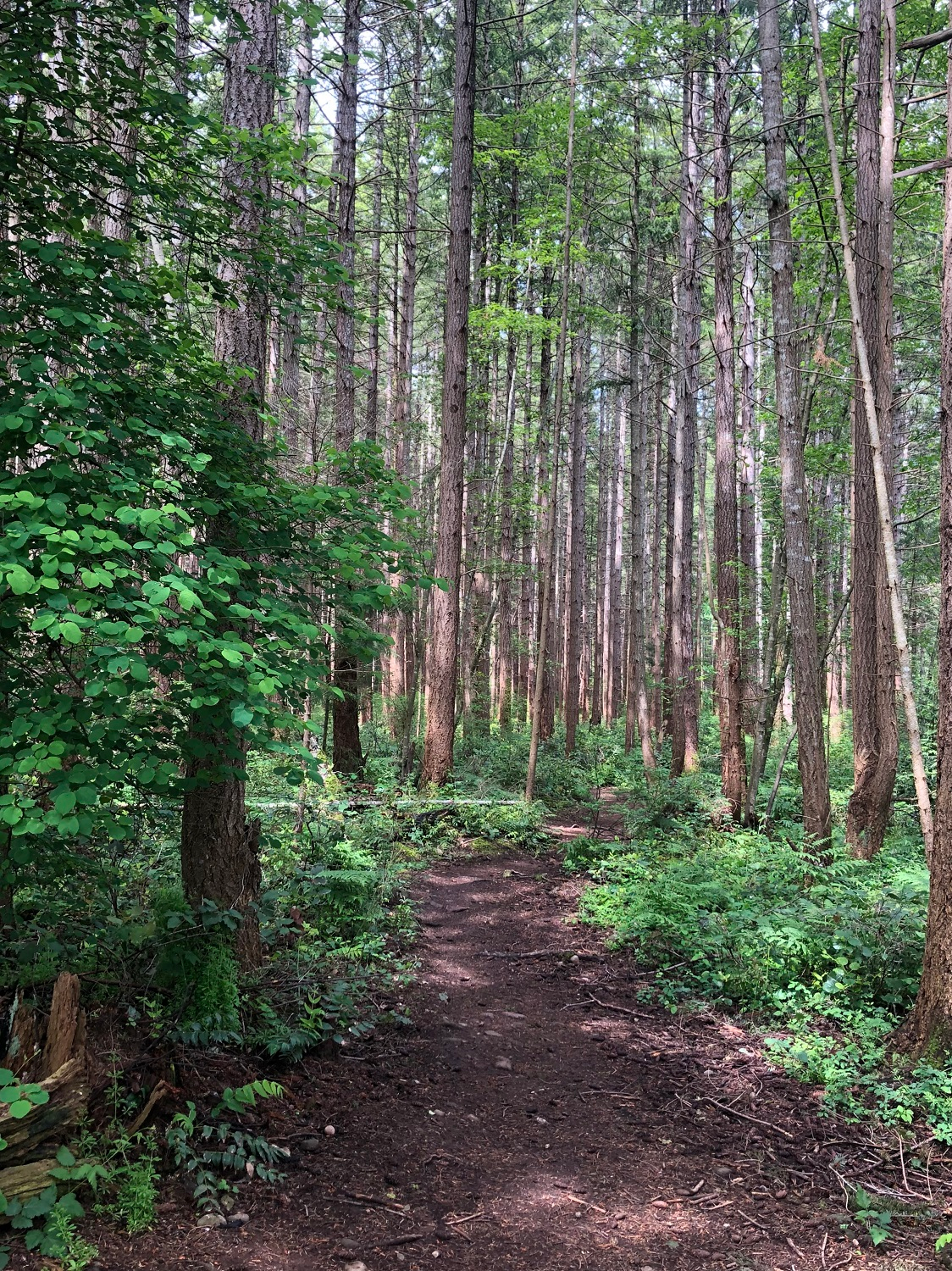 Northeast Woods