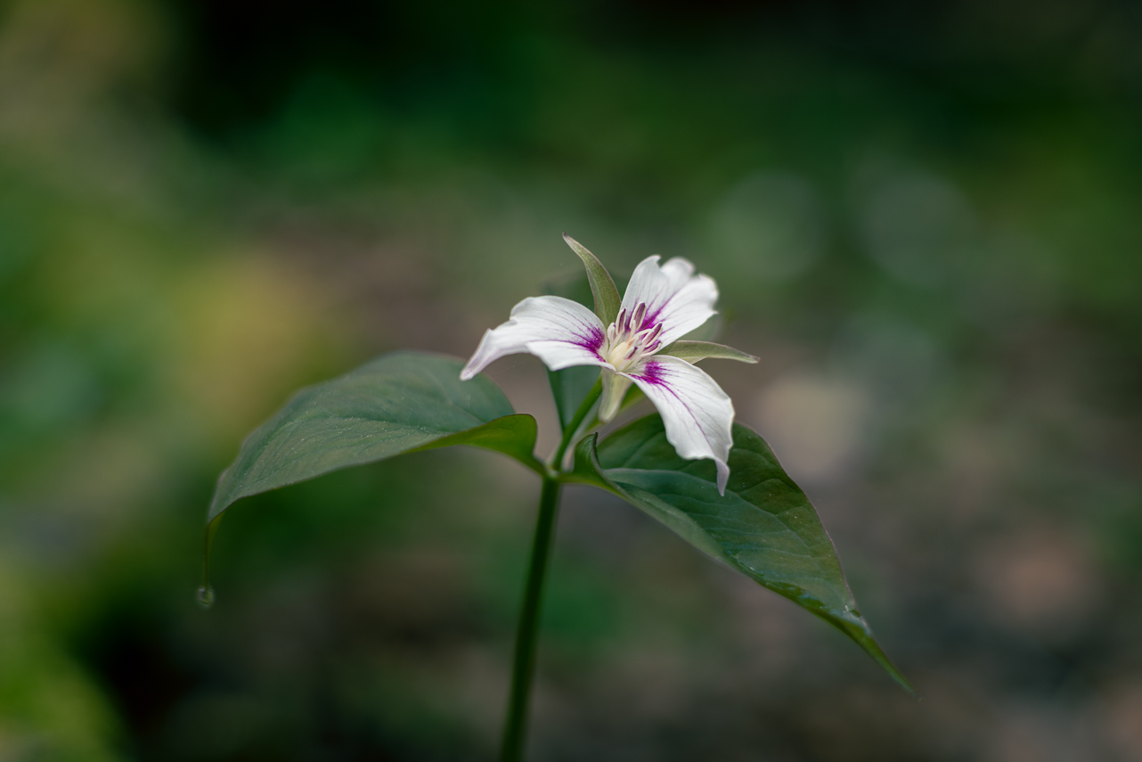 wildflowers