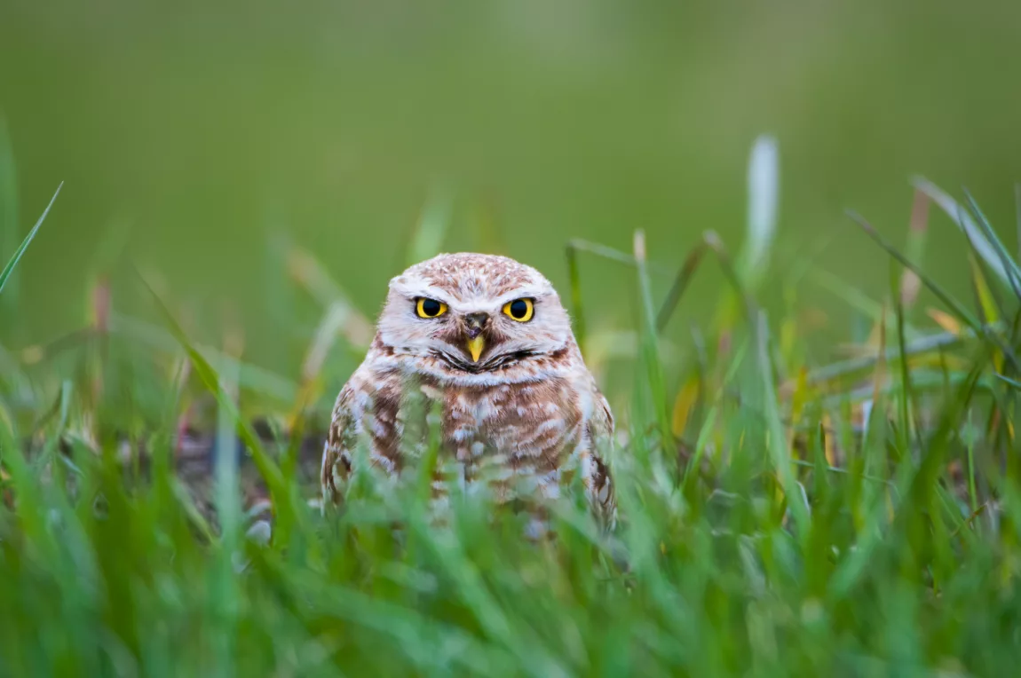 Burrowing owl, Saskatchewan. Burrowing owls sometimes nest in abandoned paririe dog burrows in Grasslands National Park.