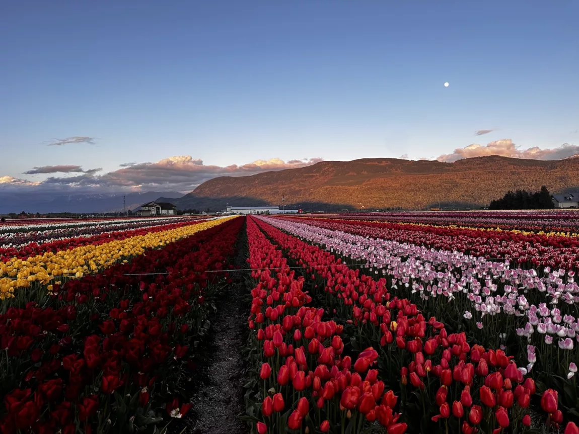 A field of tulips 