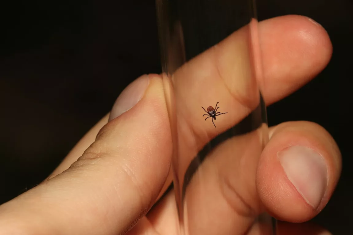 A tick inside a glass container