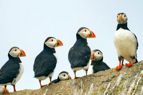 Puffins, Machias Seal Island, New Brunswick.