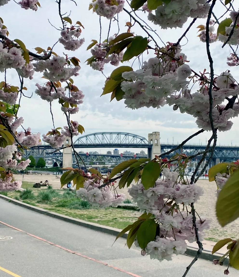 Explore Magazine Burrard Bridge cherry blossoms Explore Magazine Burrard Bridge cherry blossoms
