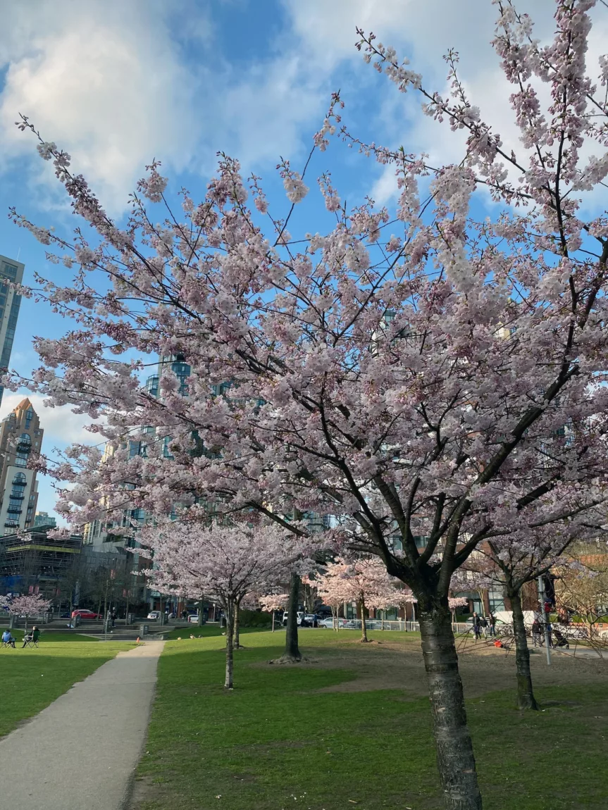 Explore Magazine David Lam Park cherry blossoms Explore Magazine David Lam Park cherry blossoms