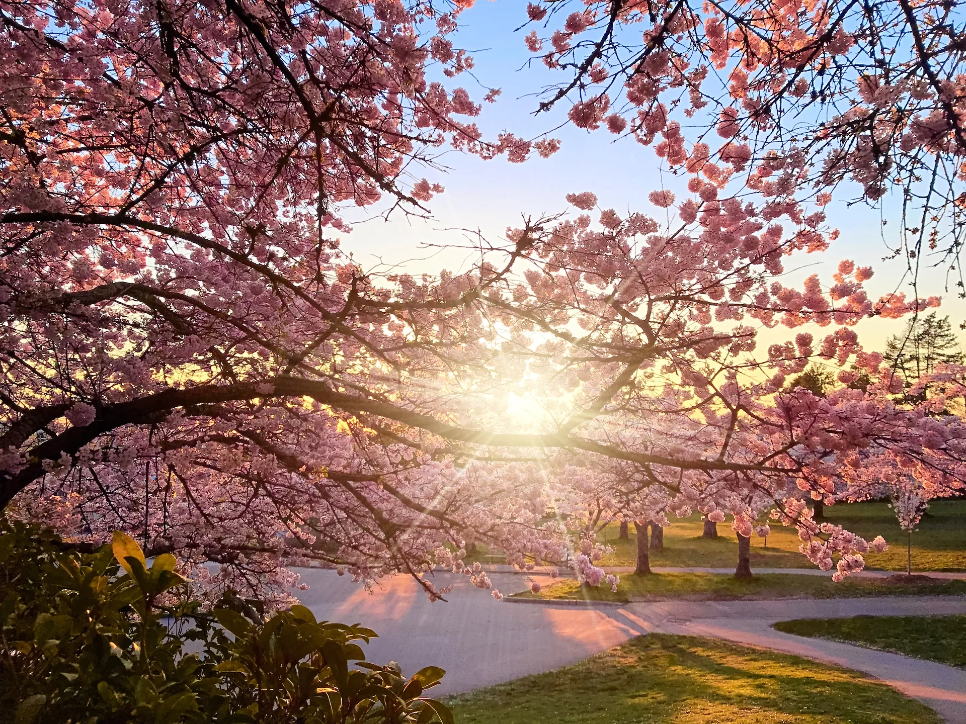 Explore Magazine Pink blooming cherry trees Sunset rays of the sun shine through the branches Explore Magazine Pink blooming cherry trees. Sunset rays of the sun shine through the branches