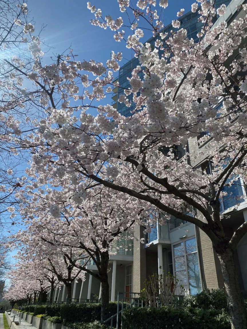 Explore Magazine Yaletown Marinaside cherry blossoms Explore Magazine Yaletown Marinaside cherry blossoms
