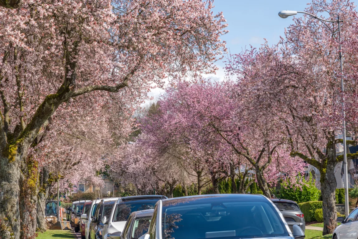 Explore Magazine Arbutus St blossoms Explore Magazine Arbutus St blossoms