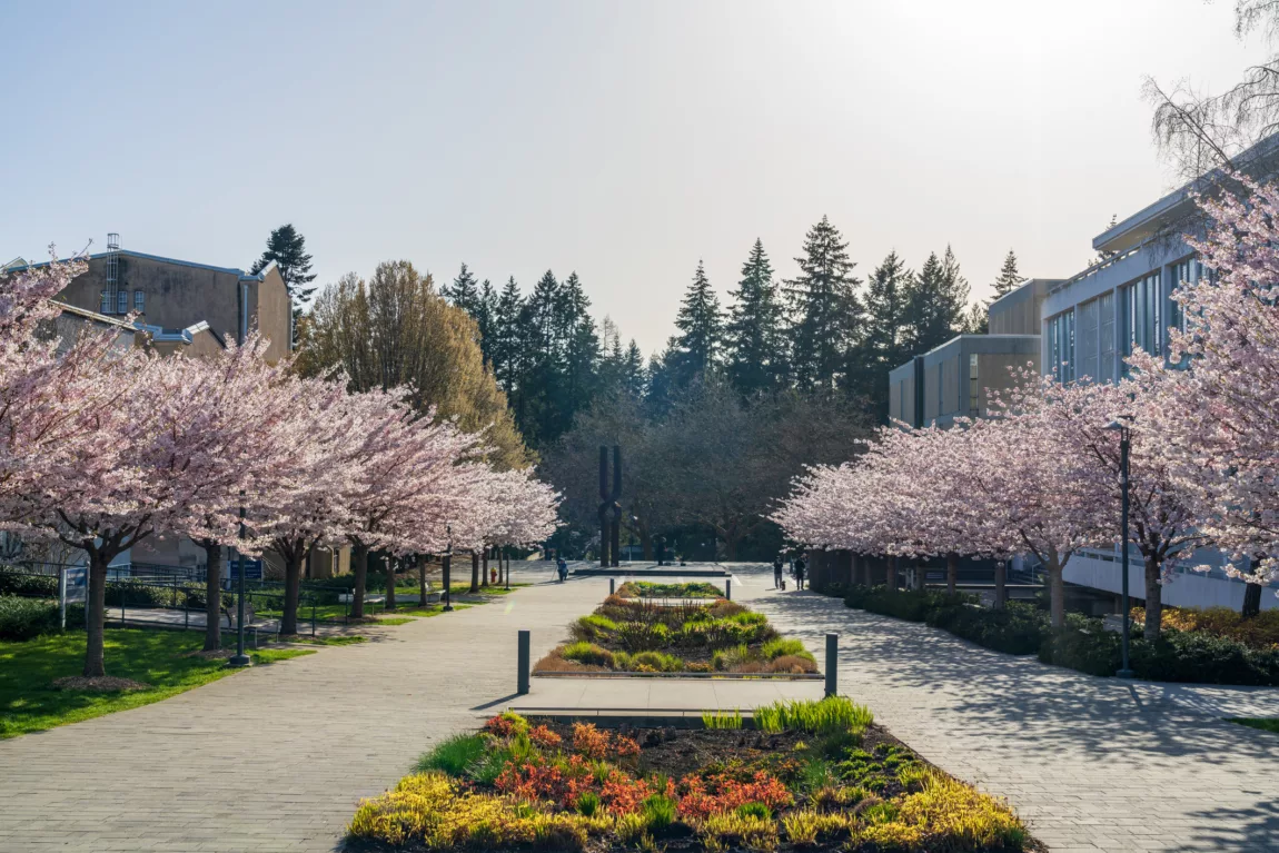 Explore Magazine UBC blossoms cherry Explore Magazine UBC blossoms cherry