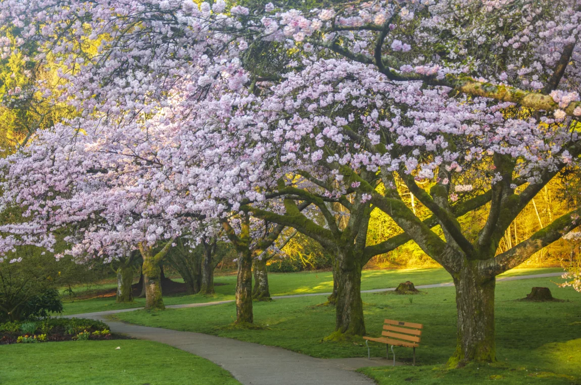 Explore Magazine stanley park blossoms Explore Magazine stanley park blossoms