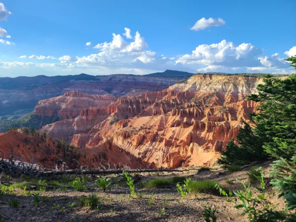 Cedar Breaks National Monument - Hwy 148 - Wildflowers - July 2023