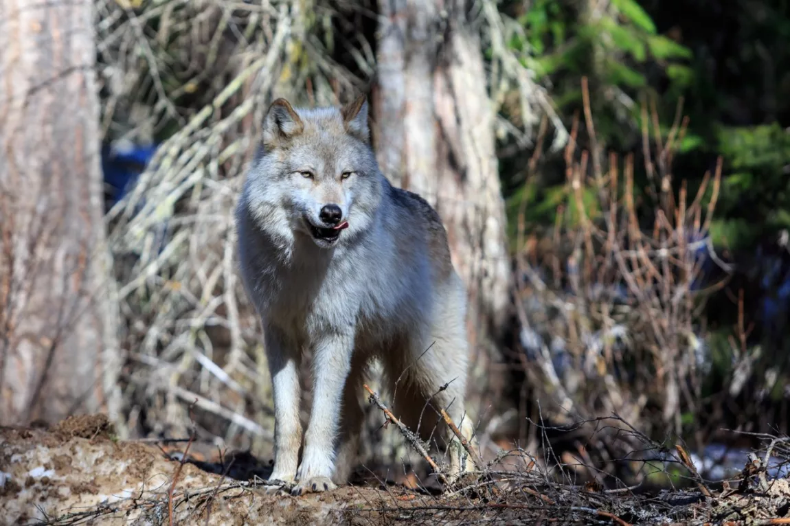 GoldenBCwildlifewolf47 credit Bestmedium Explore Magazine