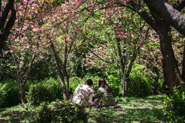 spring date blossoms romance