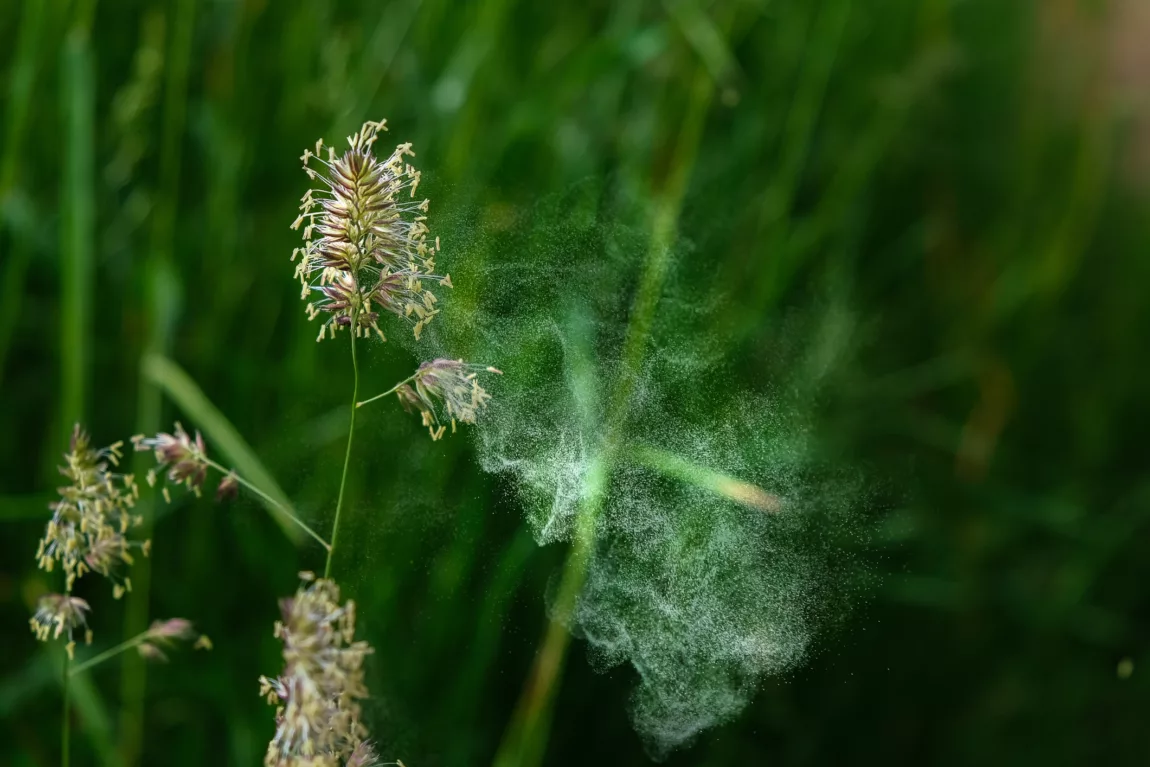Explore Magazine Bluete dust pollen are distributed in the air They emerge directly explosively Explore Magazine Bluete dust, pollen are distributed in the air. They emerge directly explosively
