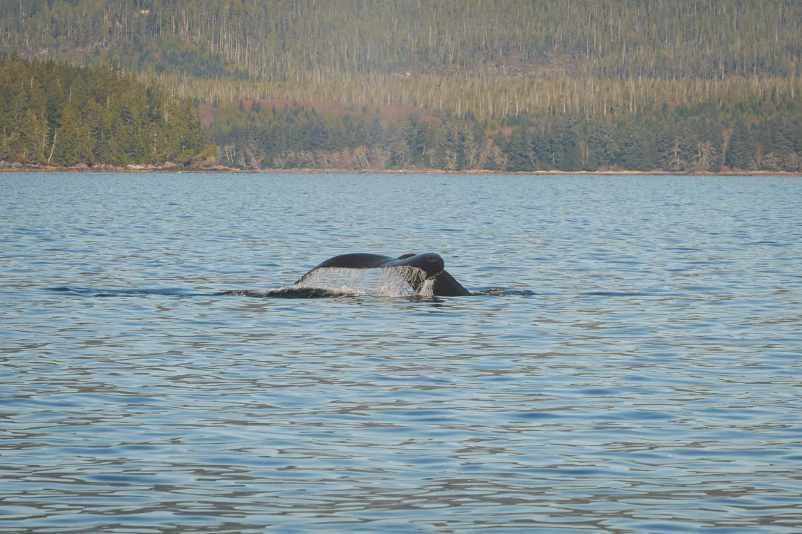 Cameron Ocean Adventures Humpback whale Explore Magazine
