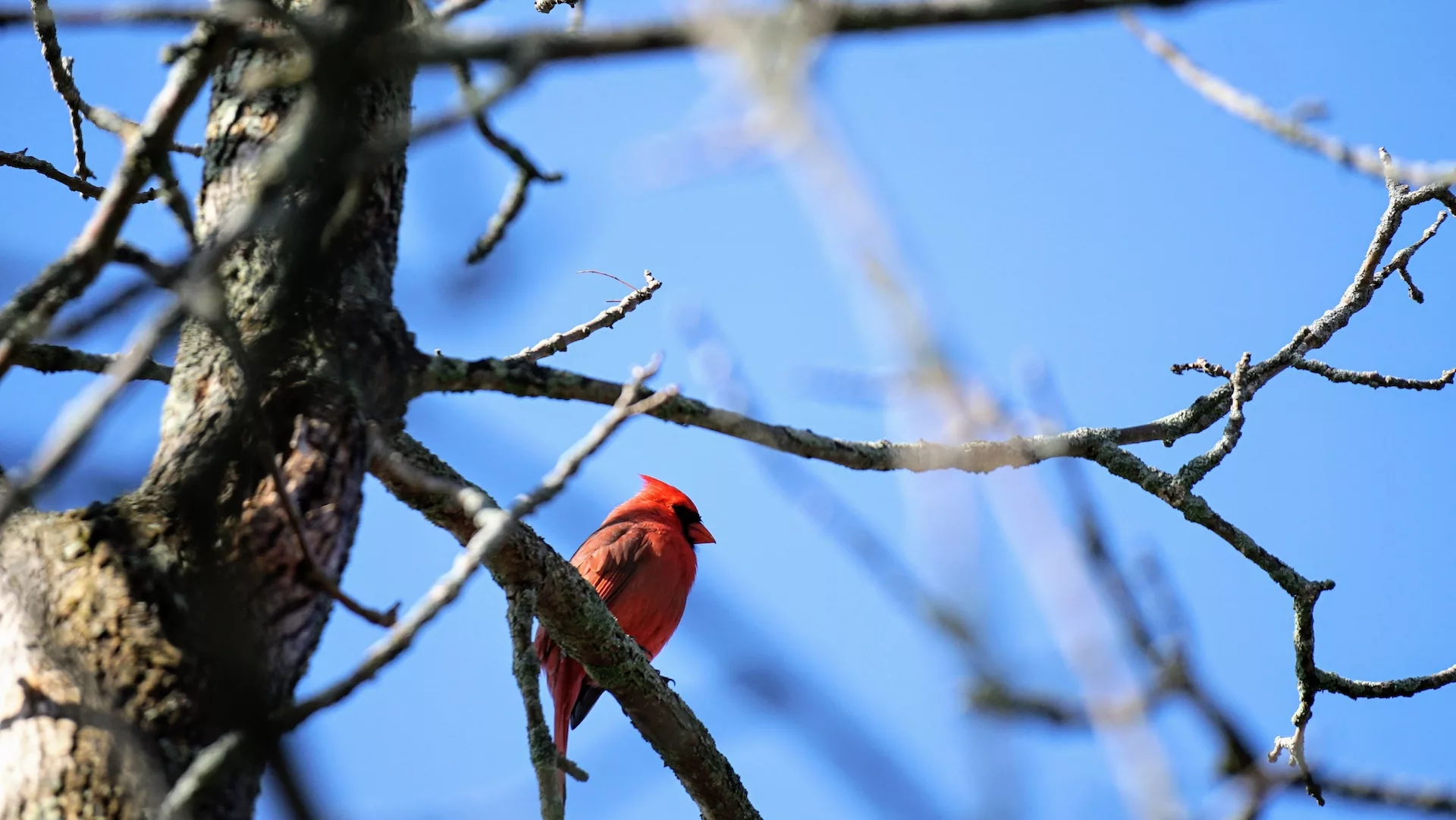 The Happy Camper: Southeastern Ontario’s Hidden Gems for Spring Birding