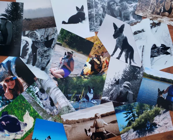 Collage of photos featuring a dog with people outdoors—lake, beach, and wooded scenes.