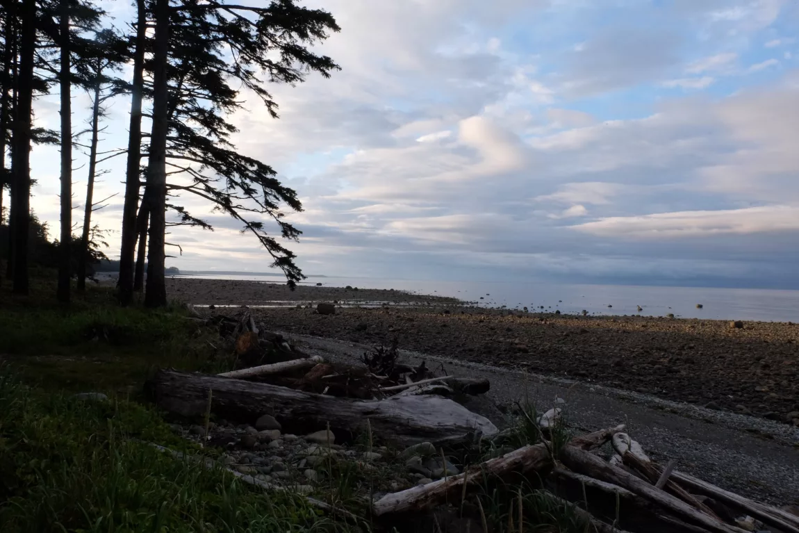 Shoreline with tall trees on the left, driftwood on a rocky beach, and a calm lake under a cloudy sky