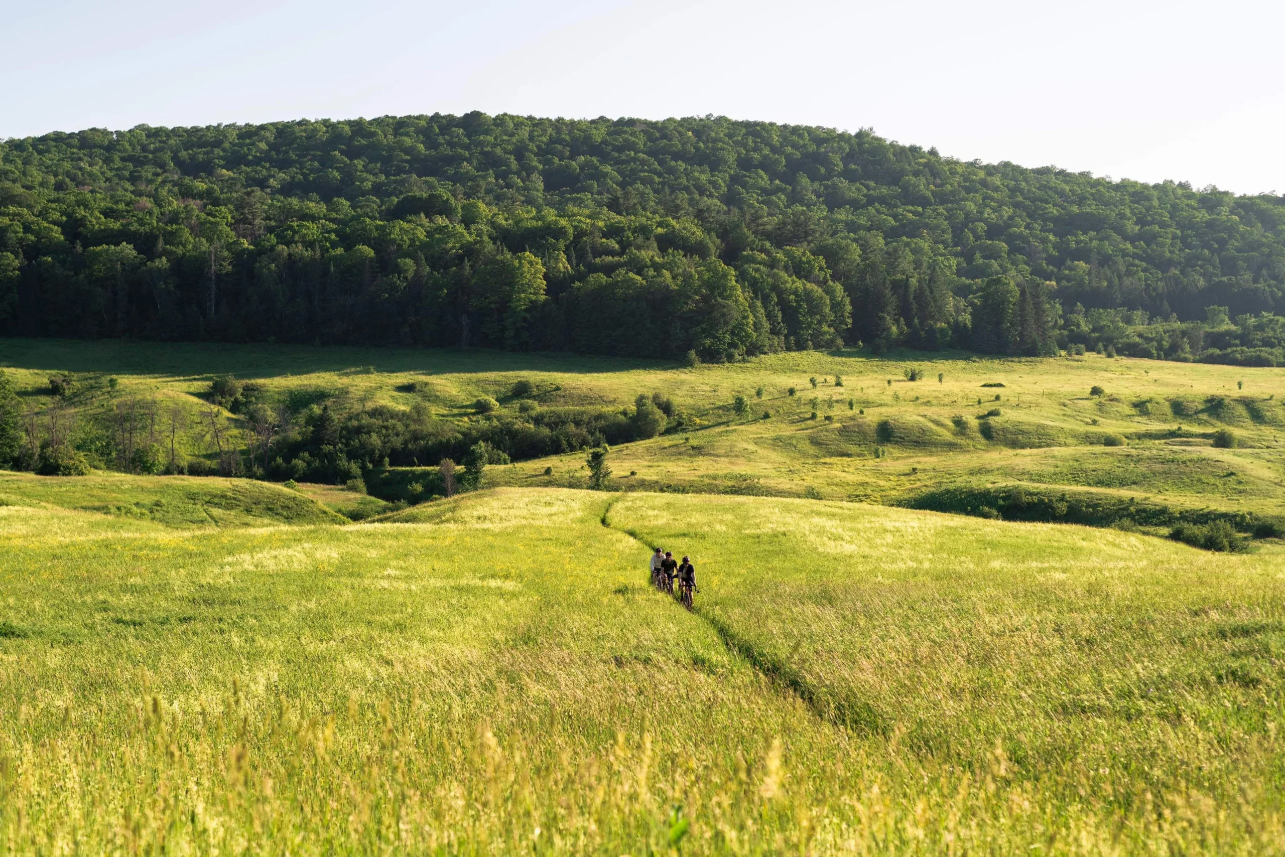 Group of cyclists riding across a sunlit grassy meadow toward a dense forested hill in the distance.