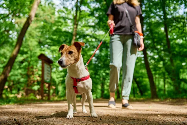 Dog on a red harness on a leash walks along a sunlit forest trail with a person in the background.