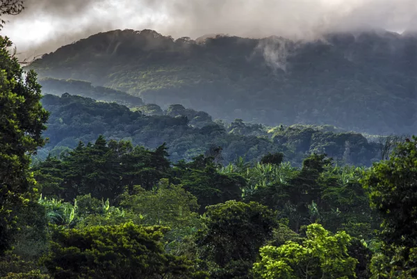 Dense tropical forest covering rolling hills with misty clouds above the treetops in a mountainous landscape, daytime.