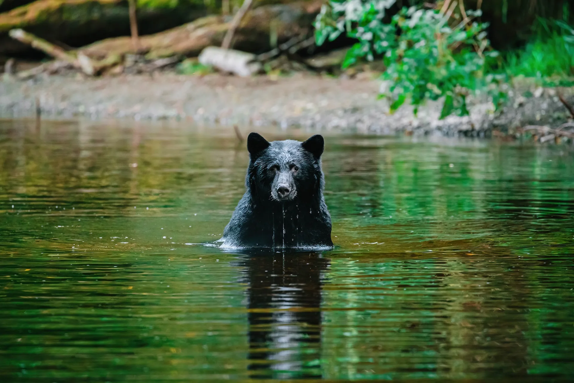BearQuatse31 Explore Magazine Black bear standing chest-deep in a river with green reflections and a leafy bank in the background.